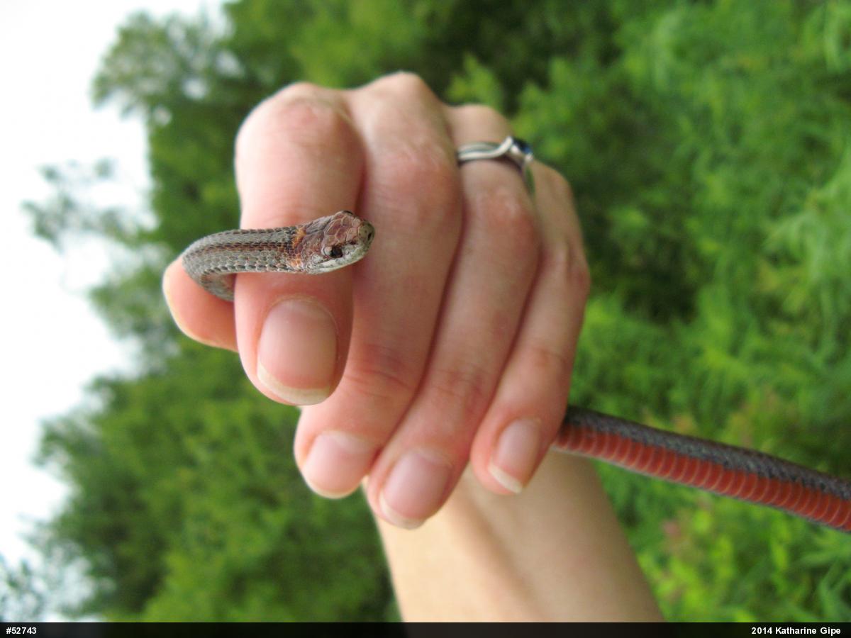 Red-bellied Snake