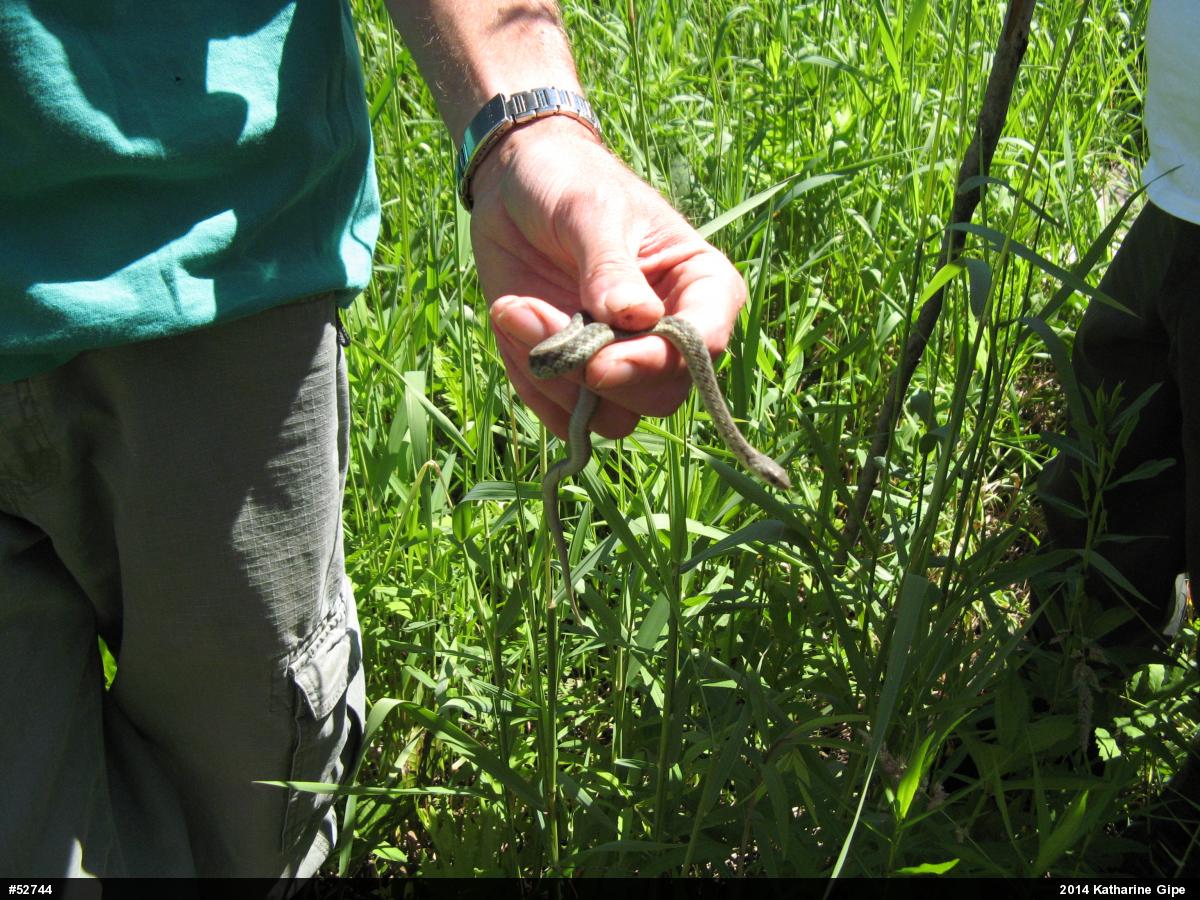 Eastern Gartersnake