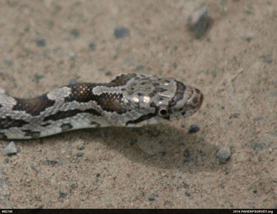 Eastern Ratsnake
