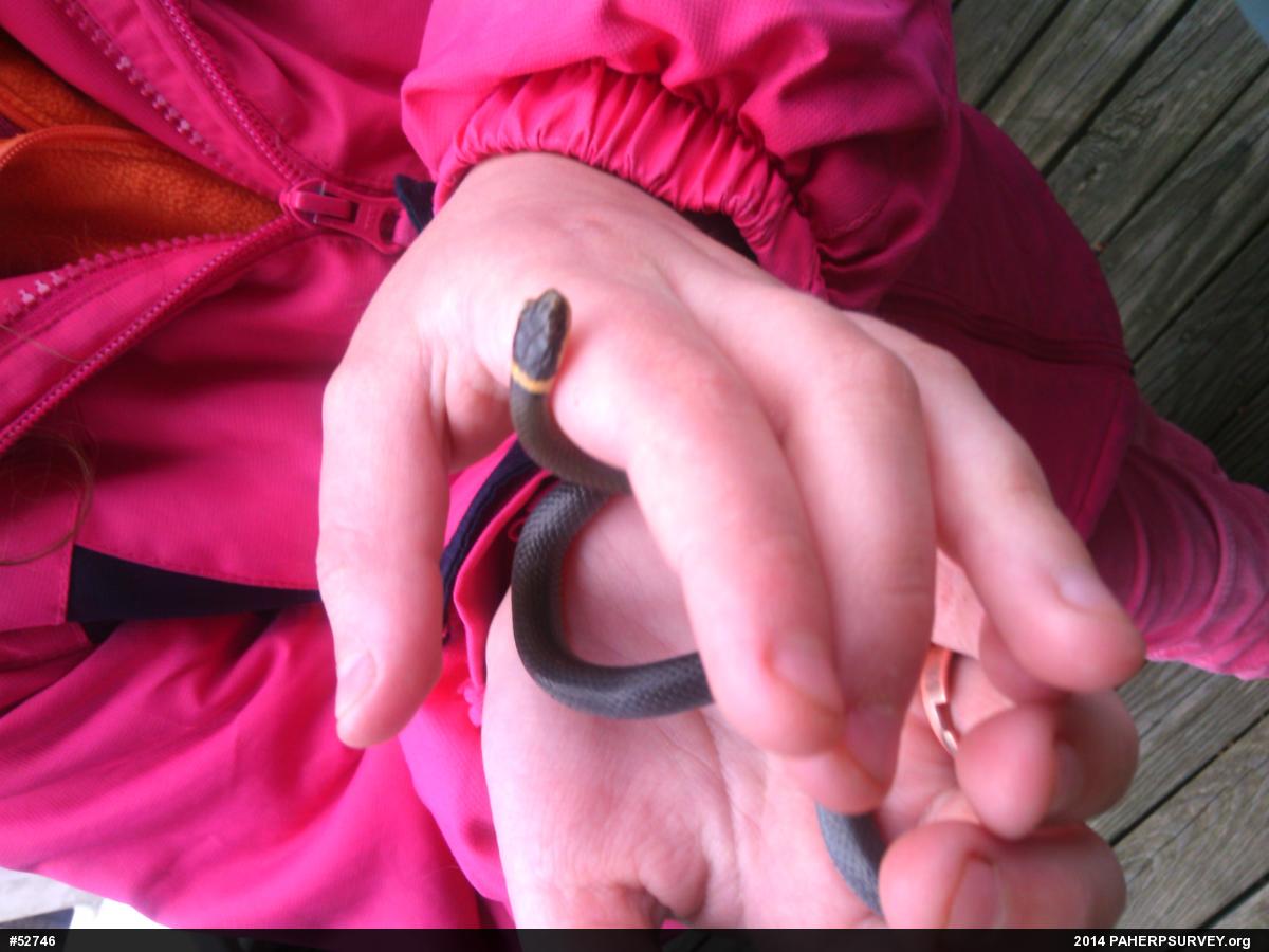 Northern Ring-necked Snake