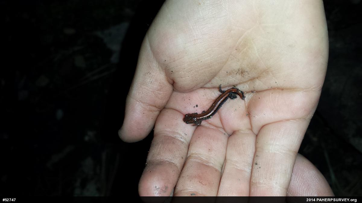 Eastern Red-backed  Salamander