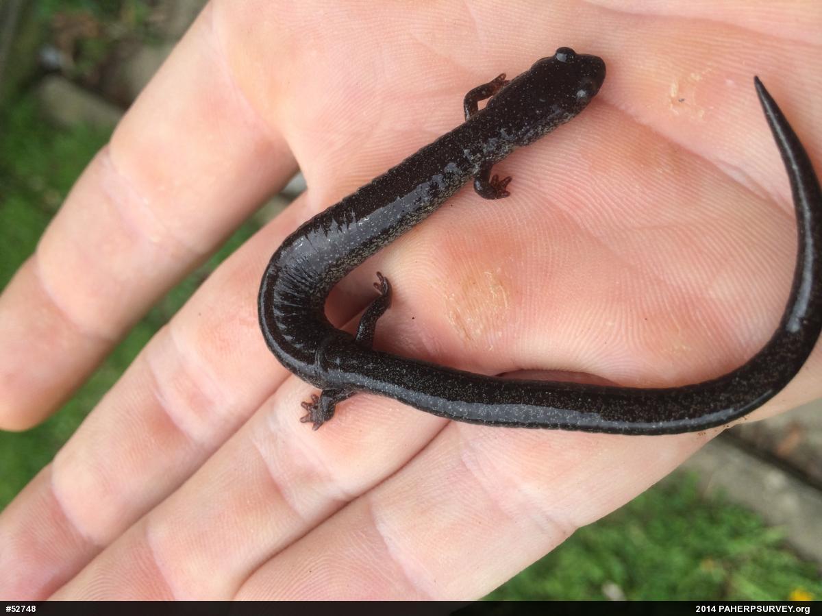 Northern Ravine Salamander