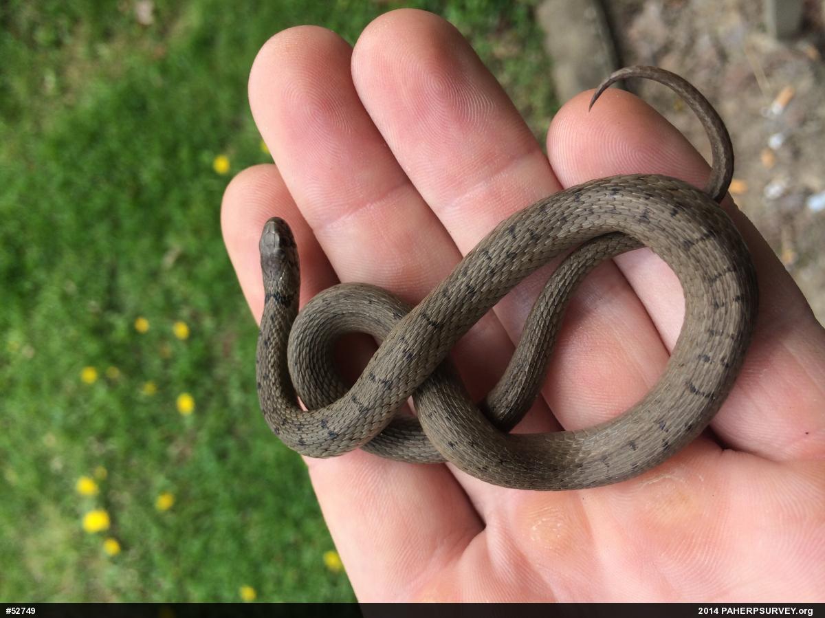 Dekay's Brownsnake
