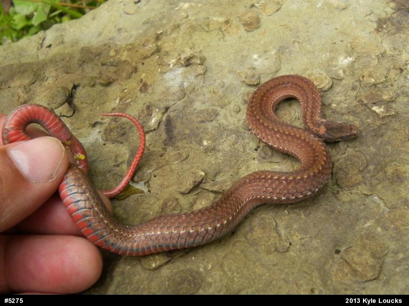 Red-bellied Snake