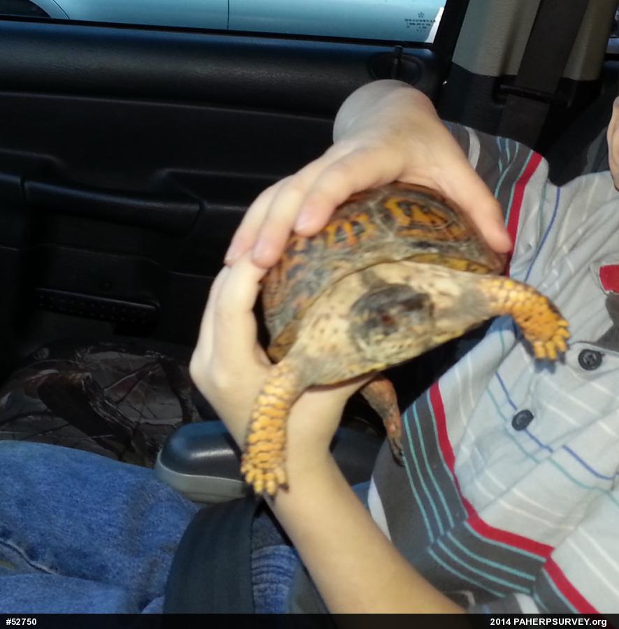 Eastern Box Turtle