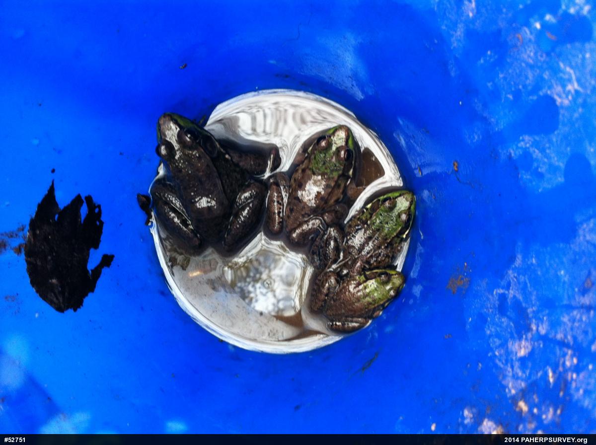 Green Frog