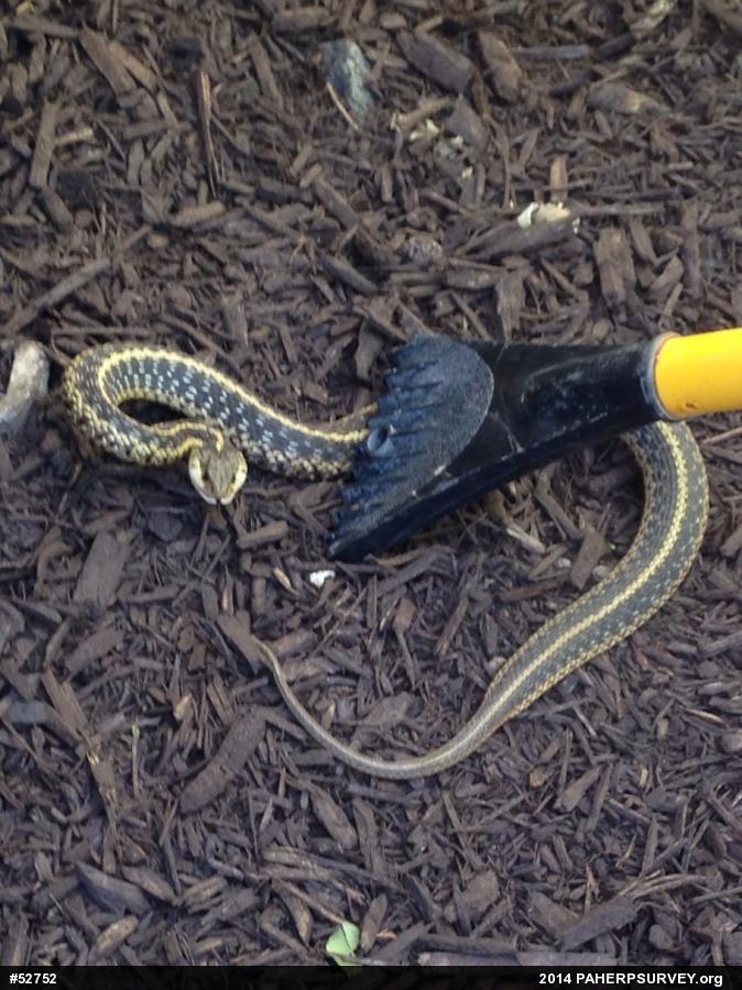 Eastern Gartersnake