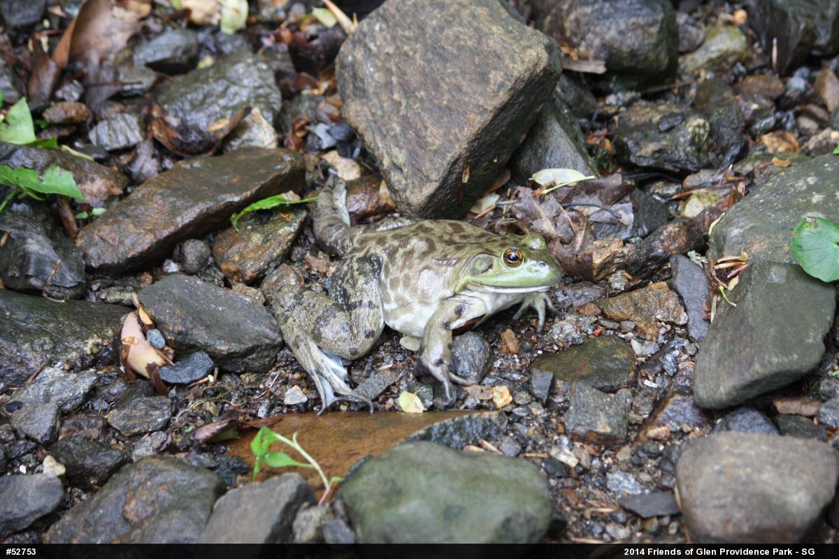 American Bullfrog
