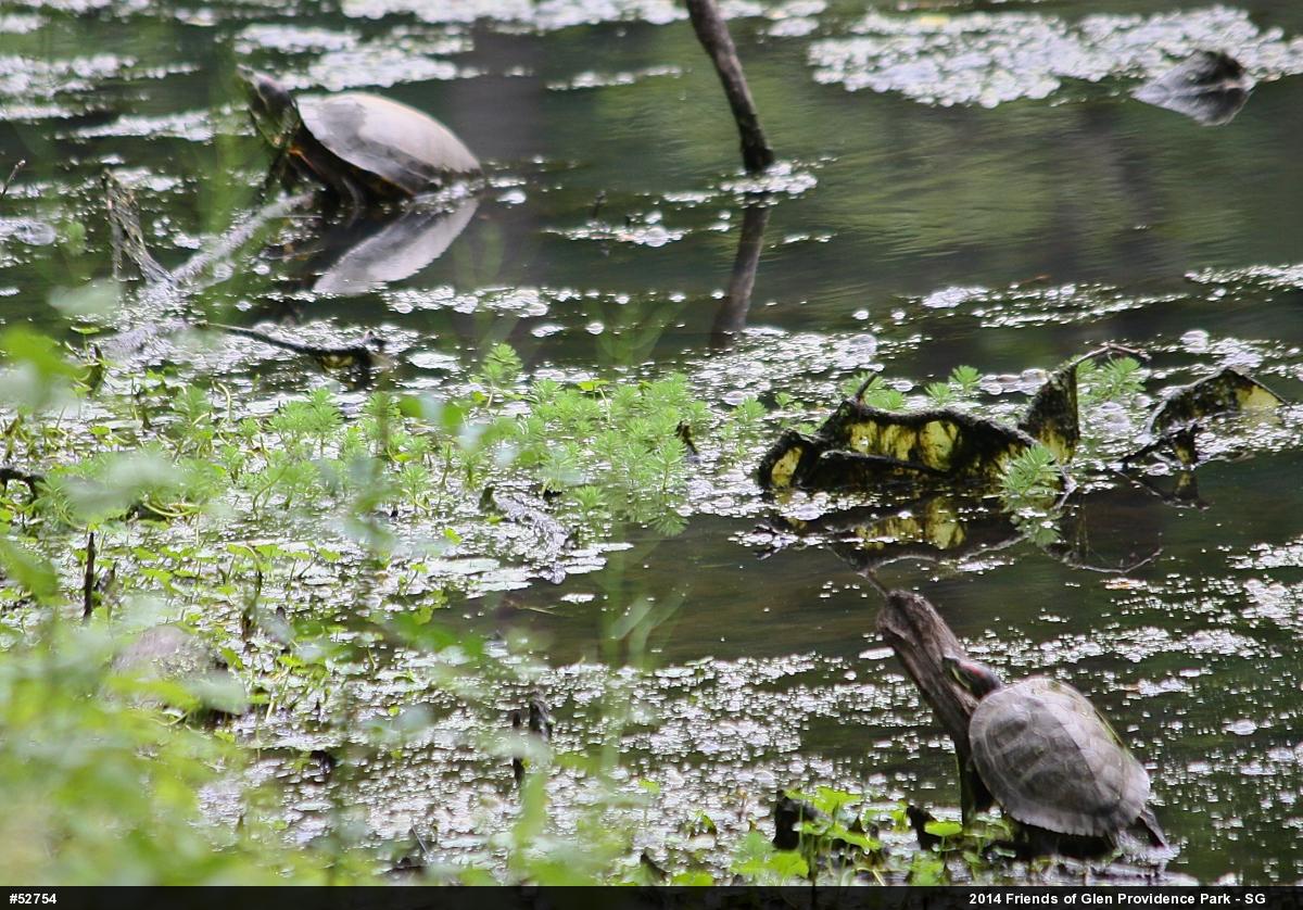 Red-eared Slider
