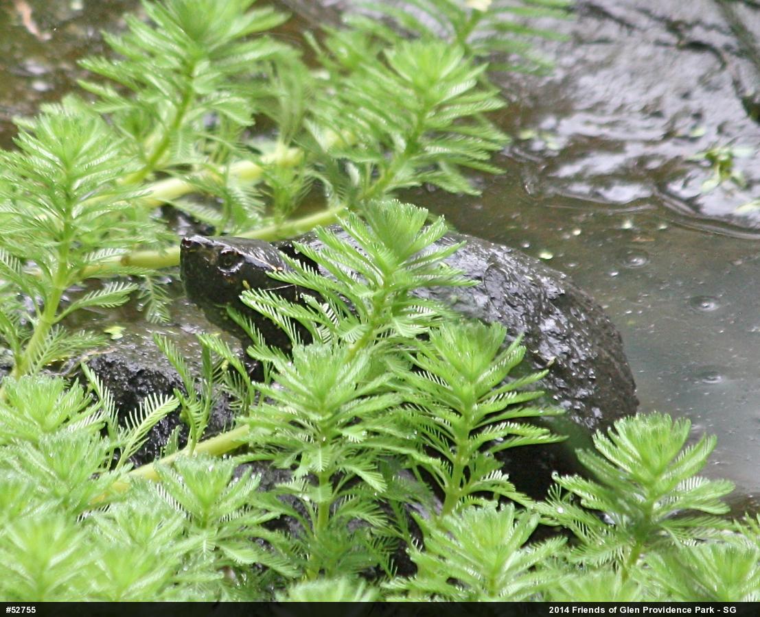Eastern Musk Turtle