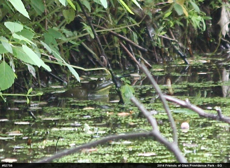American Bullfrog