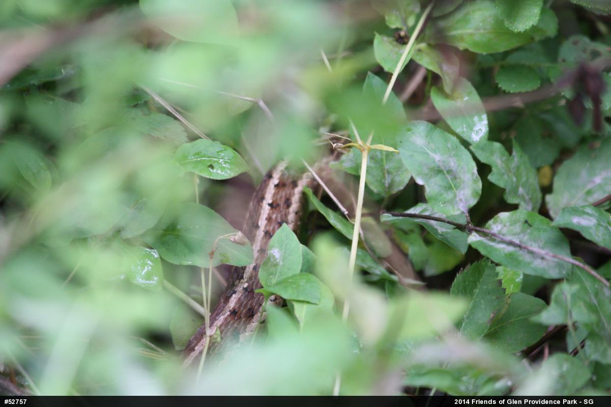 Eastern Gartersnake