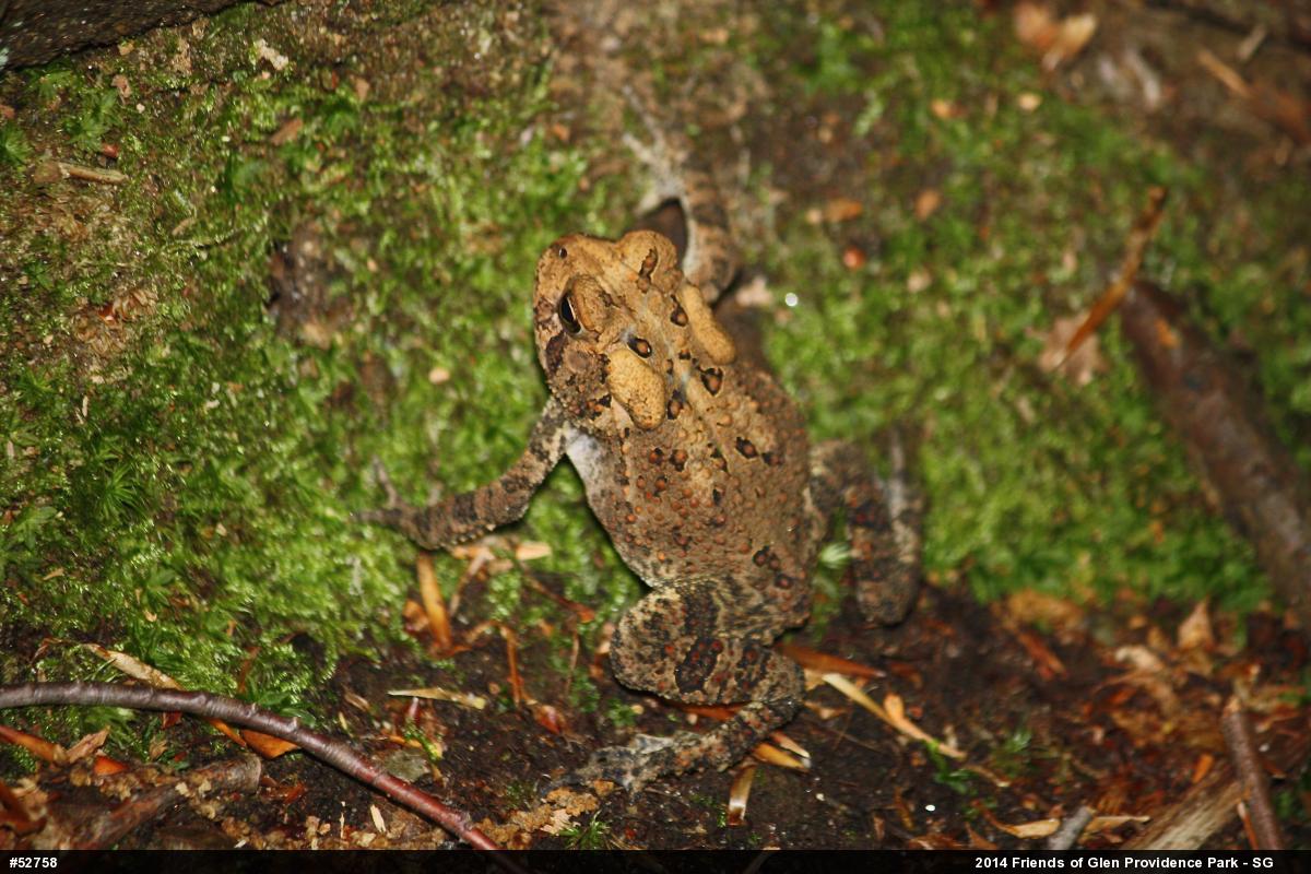 Eastern American Toad