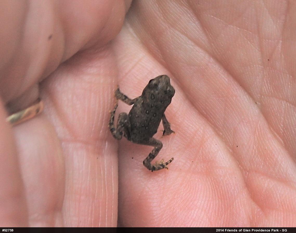 Eastern American Toad