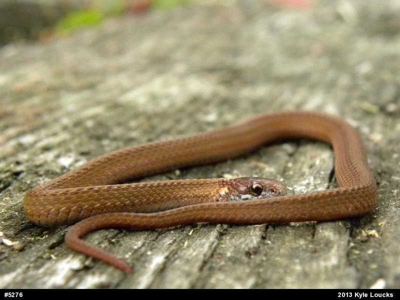 Red-bellied Snake