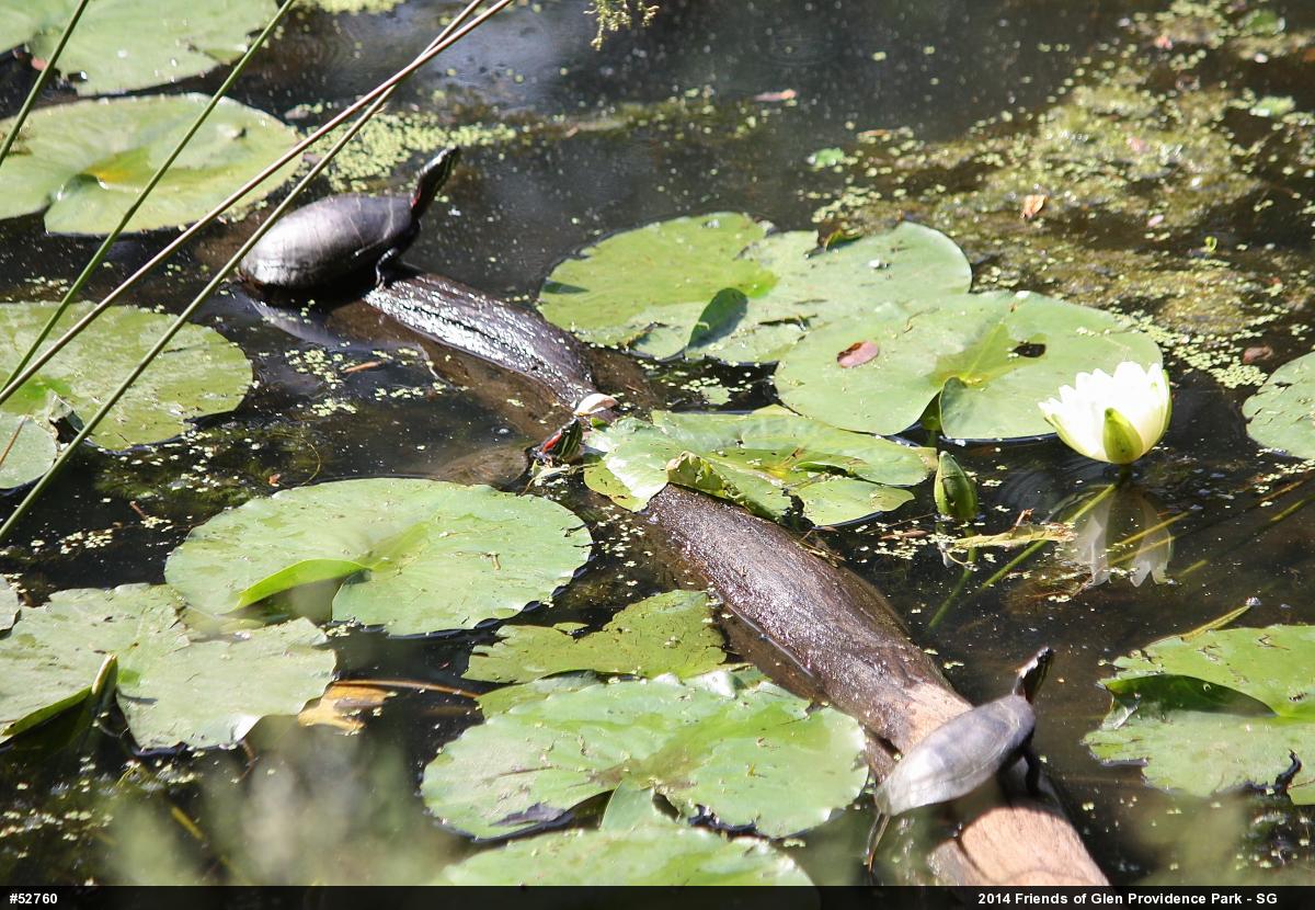 Painted Turtle