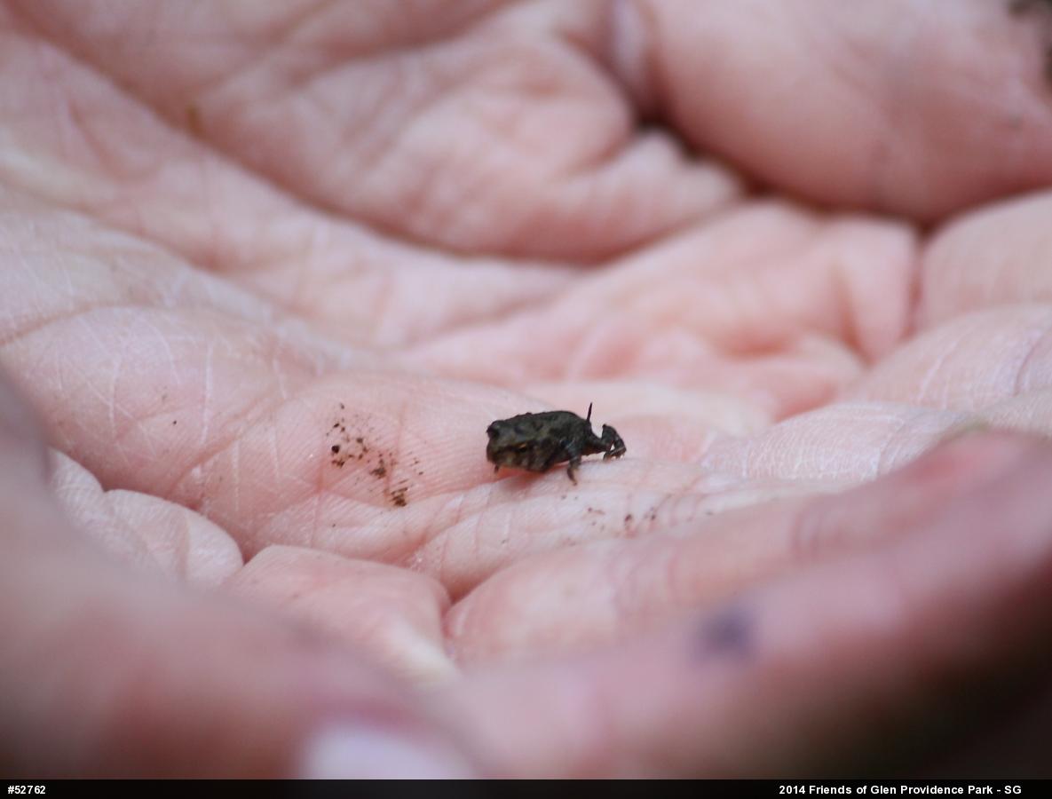 Eastern American Toad