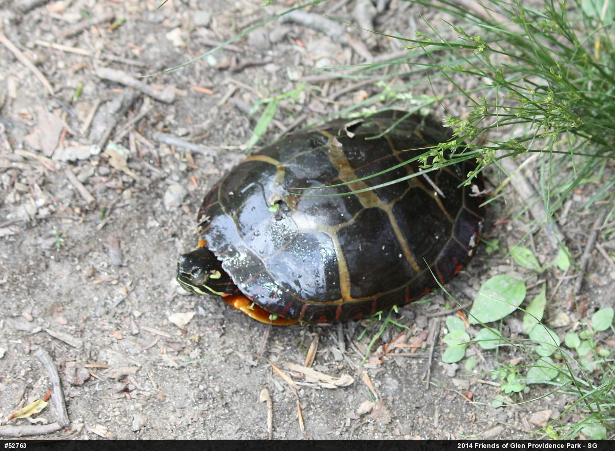 Painted Turtle