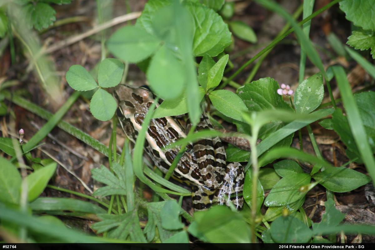 Pickerel Frog