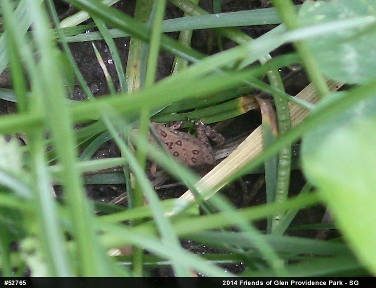 True Toads