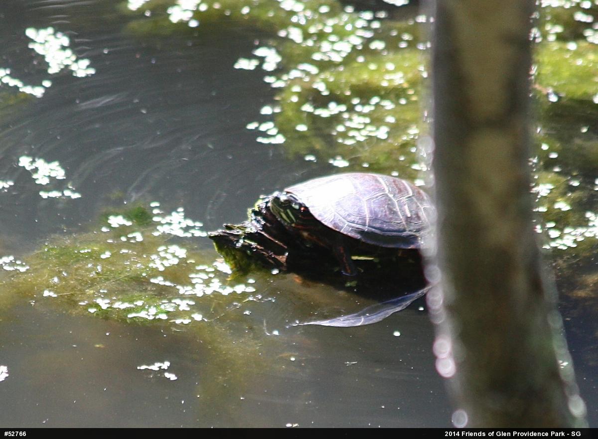 Painted Turtle