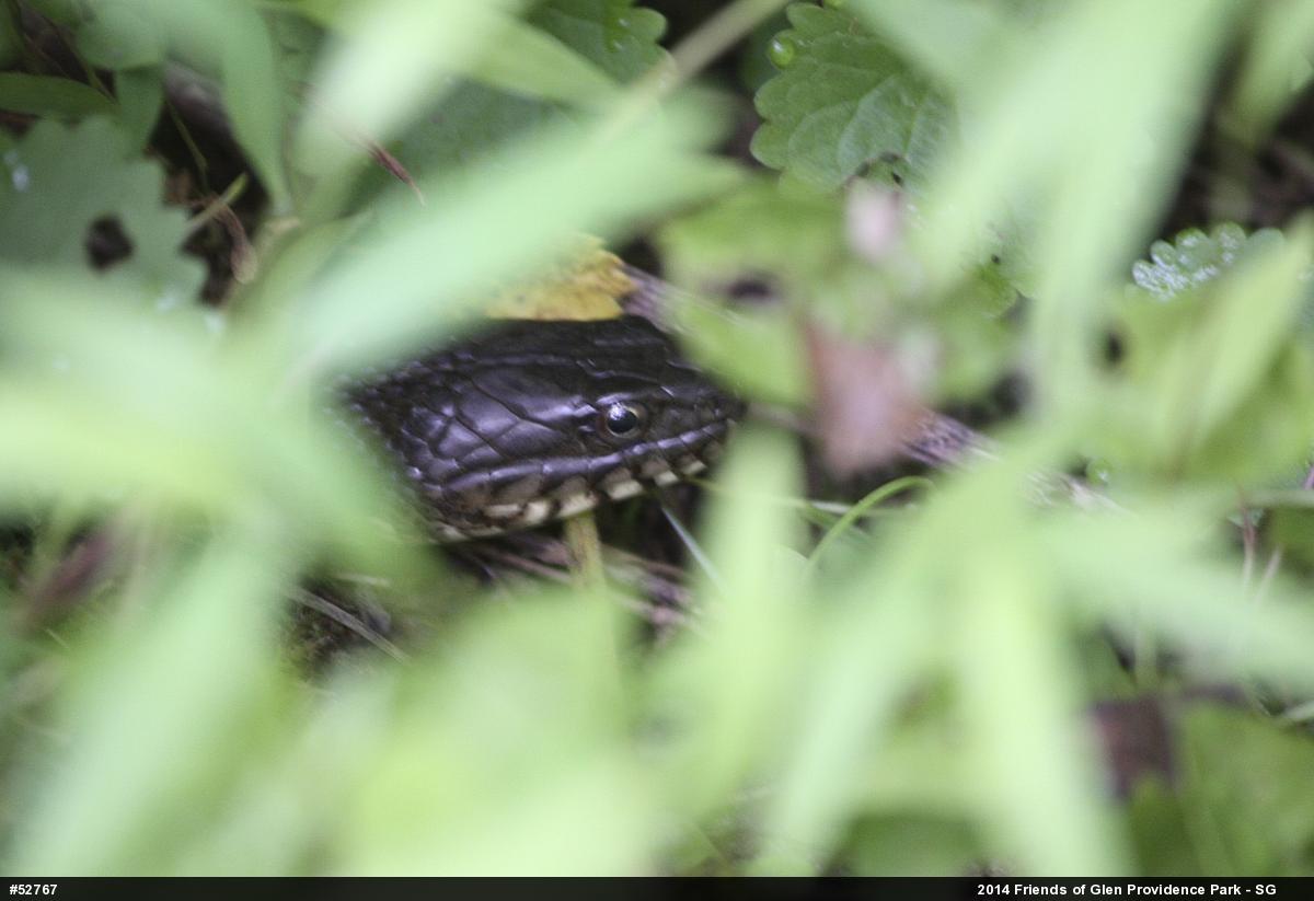 Northern Watersnake