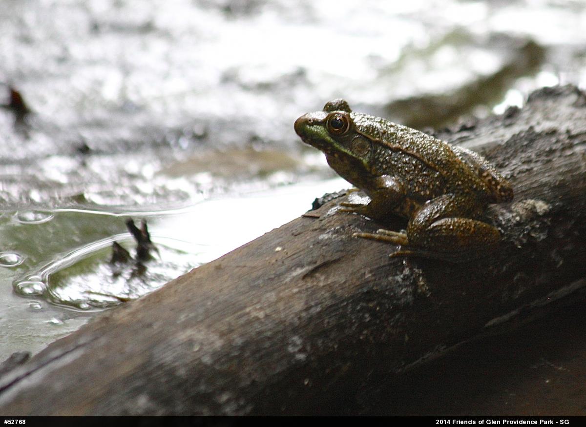 Green Frog