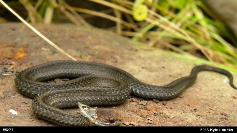 Red-bellied Snake