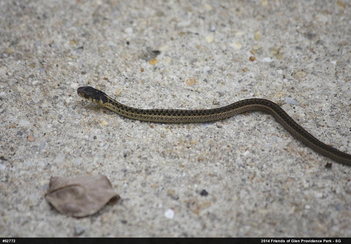 Eastern Gartersnake