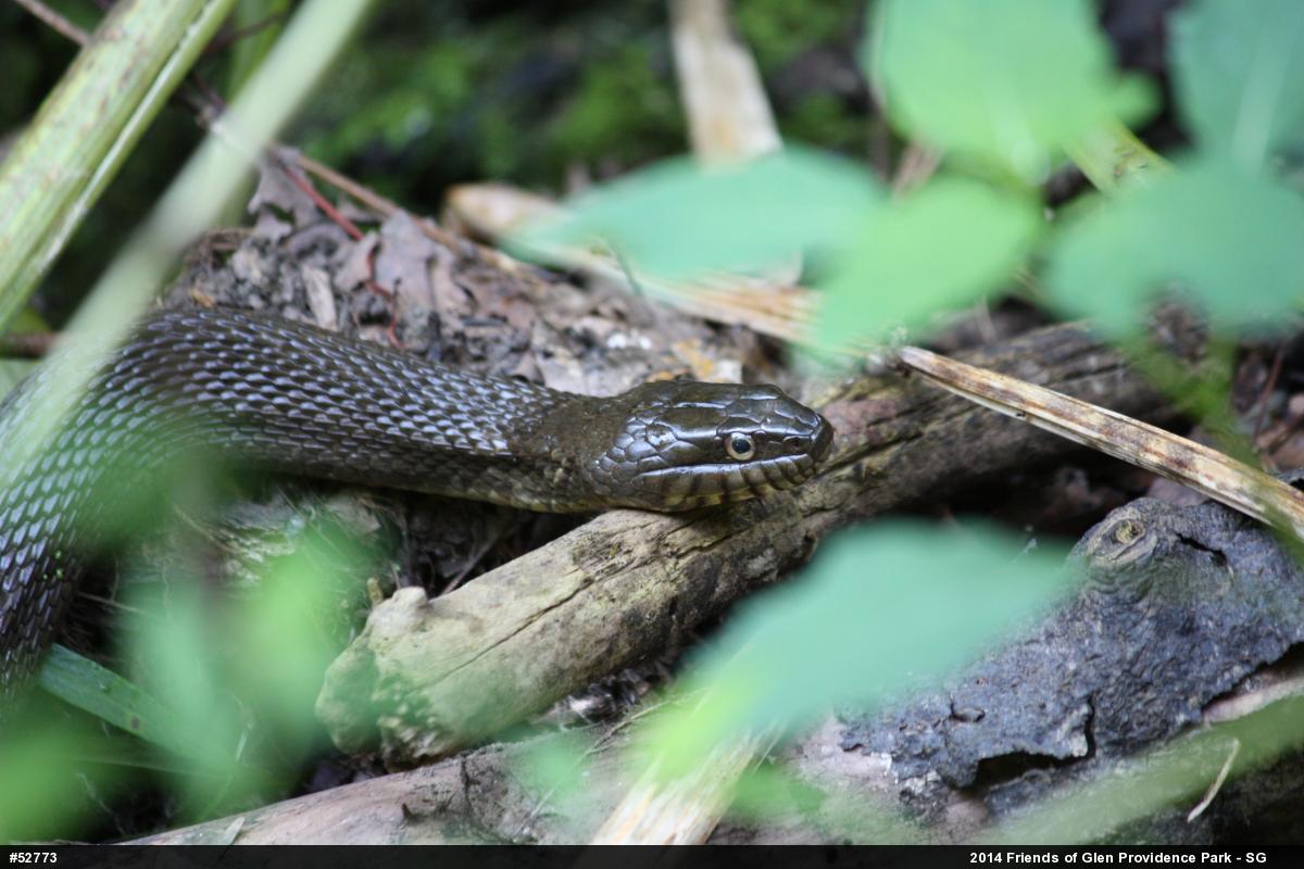 Northern Watersnake