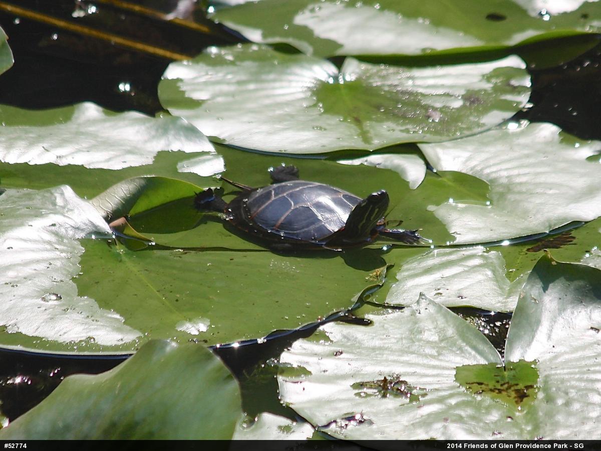Painted Turtle