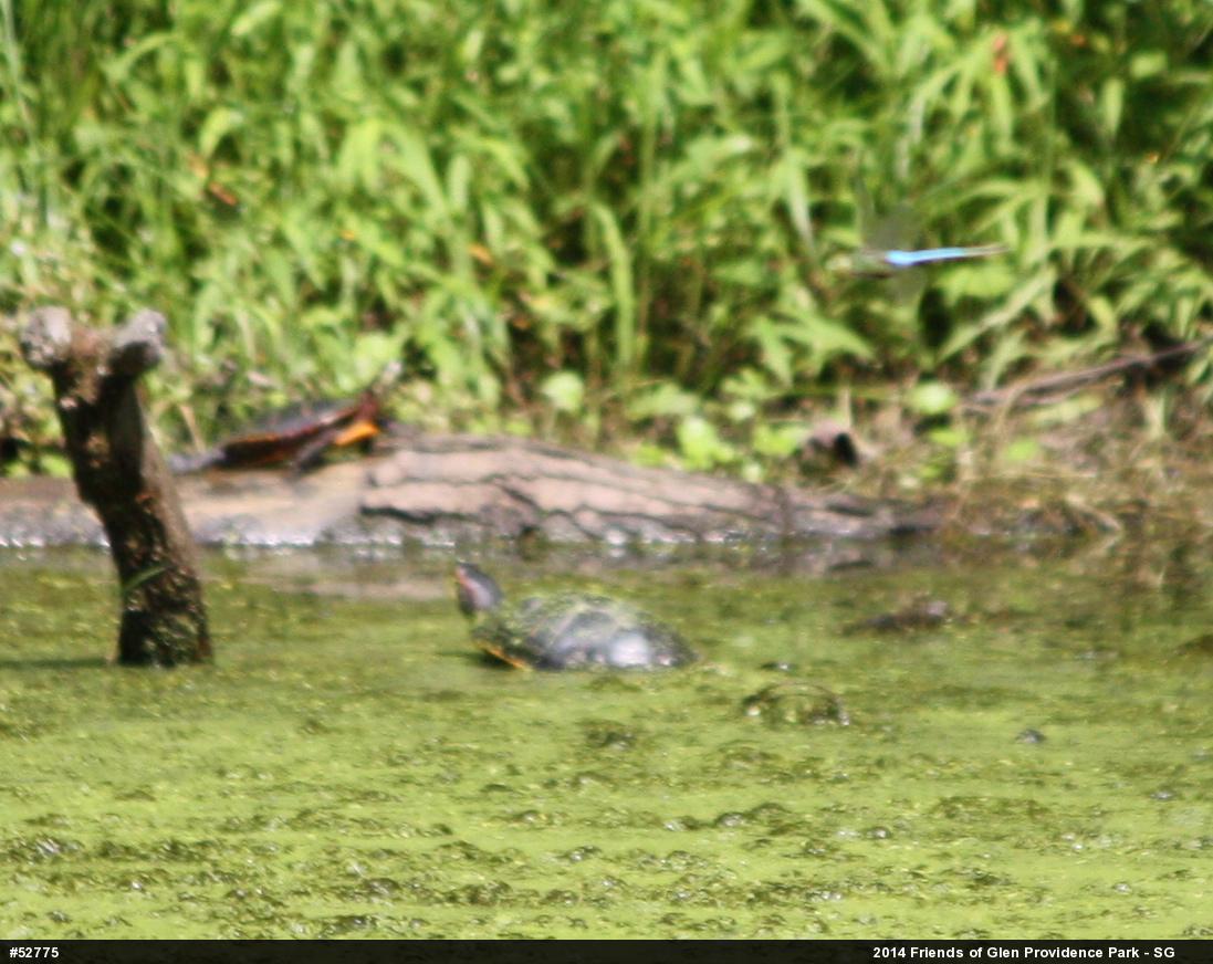 Red-eared Slider