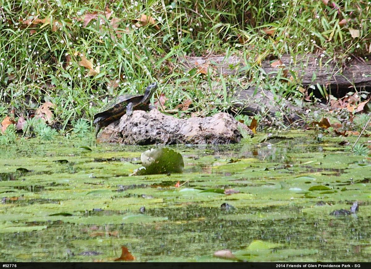 Red-eared Slider