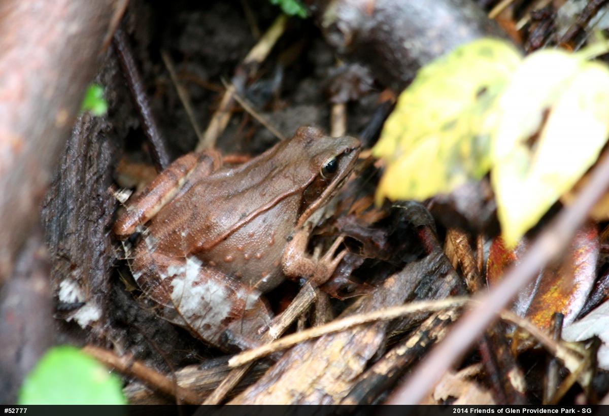 Wood Frog