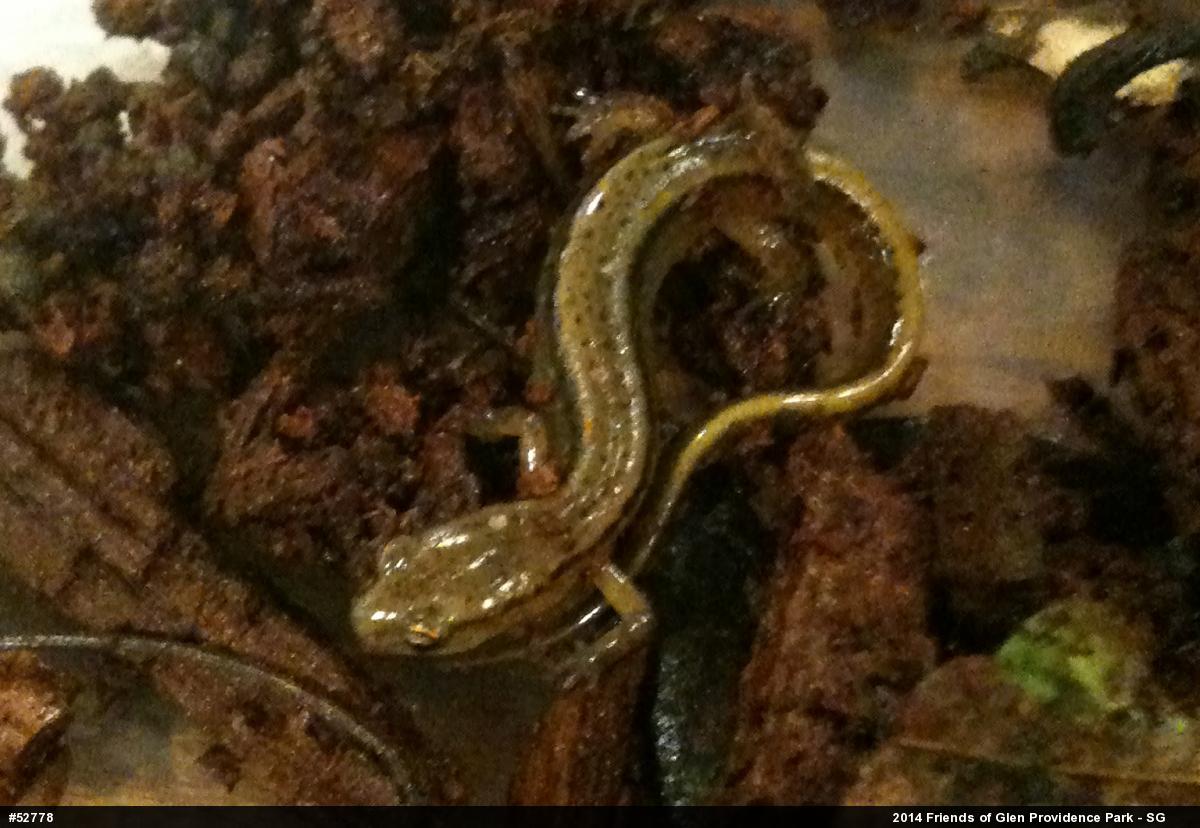 Northern Two-lined Salamander