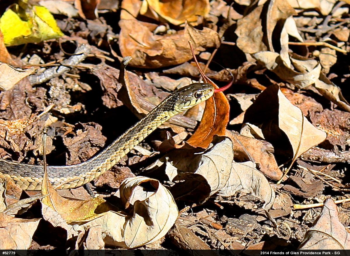 Eastern Gartersnake