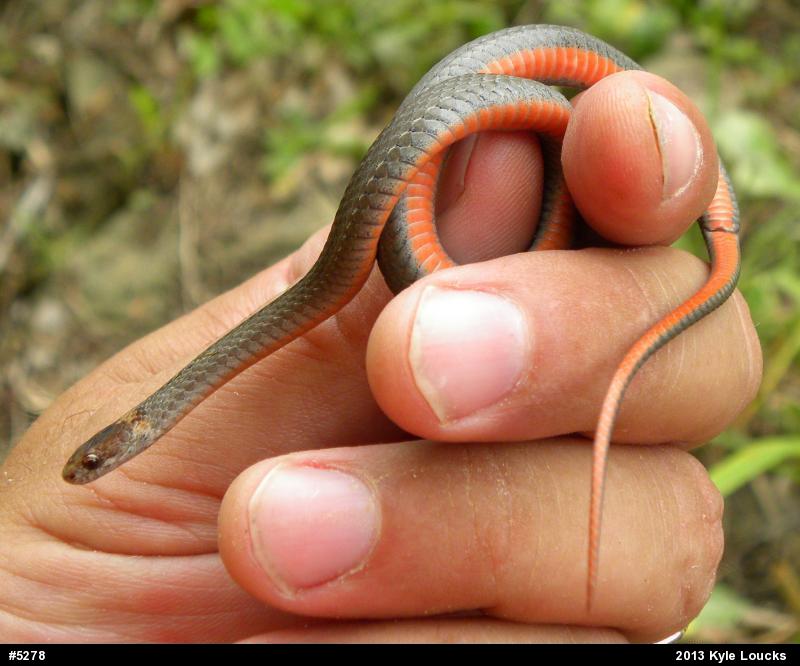 Red-bellied Snake