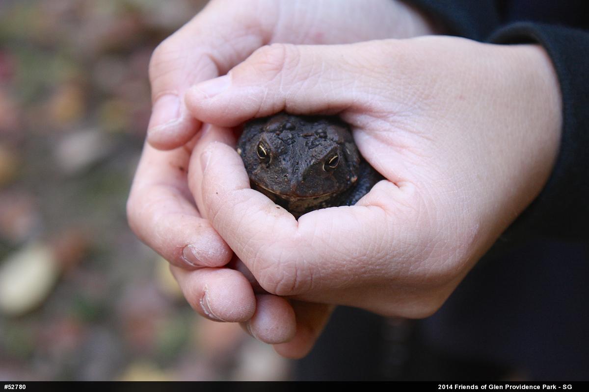 Eastern American Toad