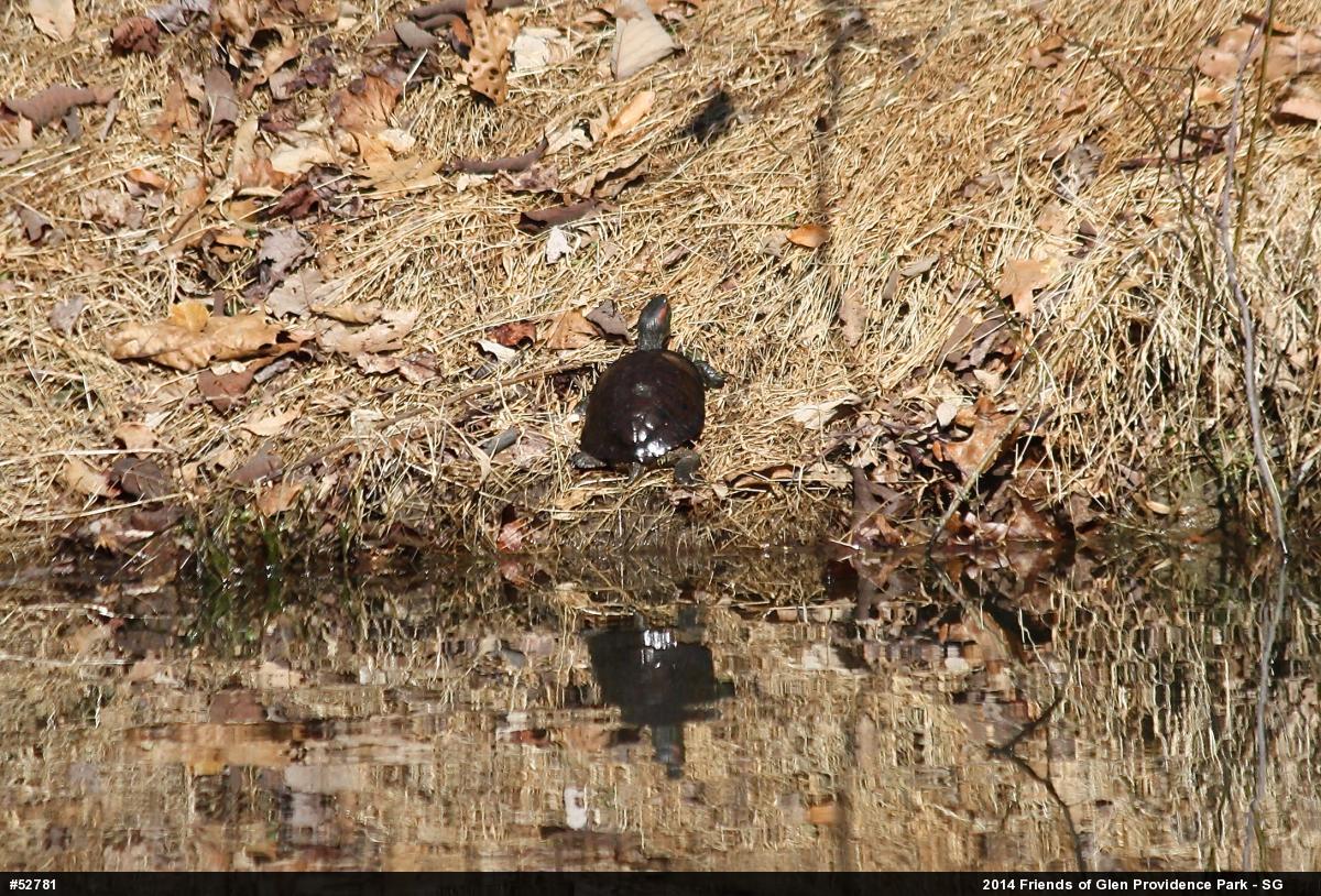 Red-eared Slider