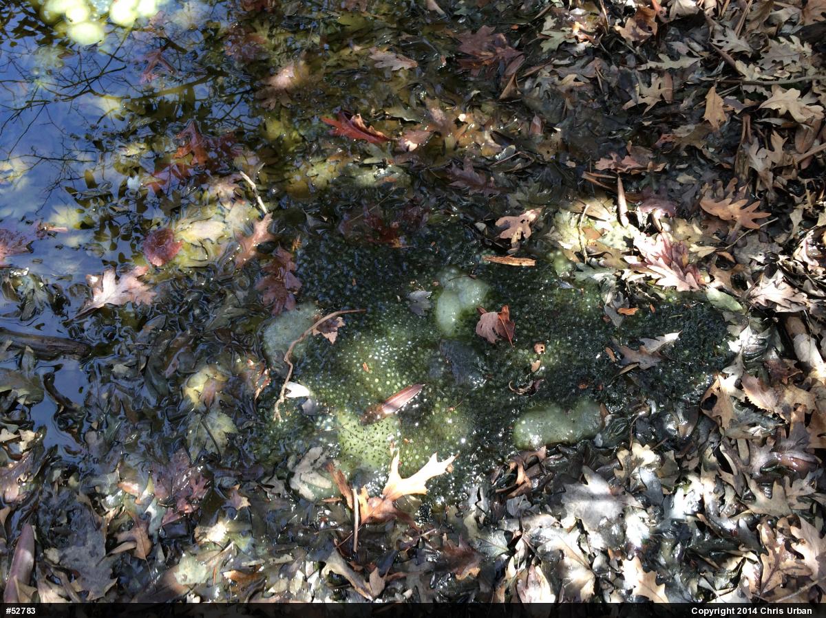 Wood Frog