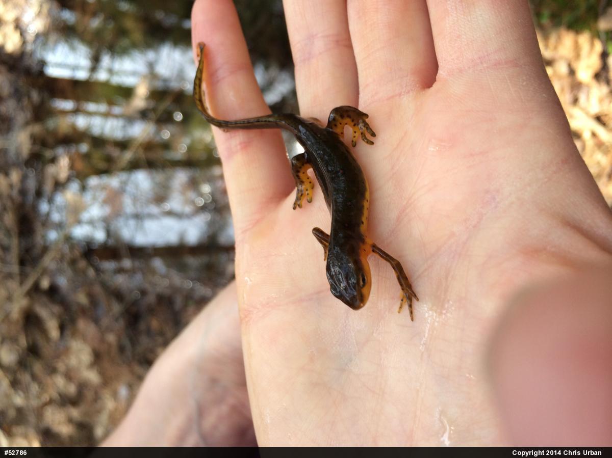 Red-spotted Newt