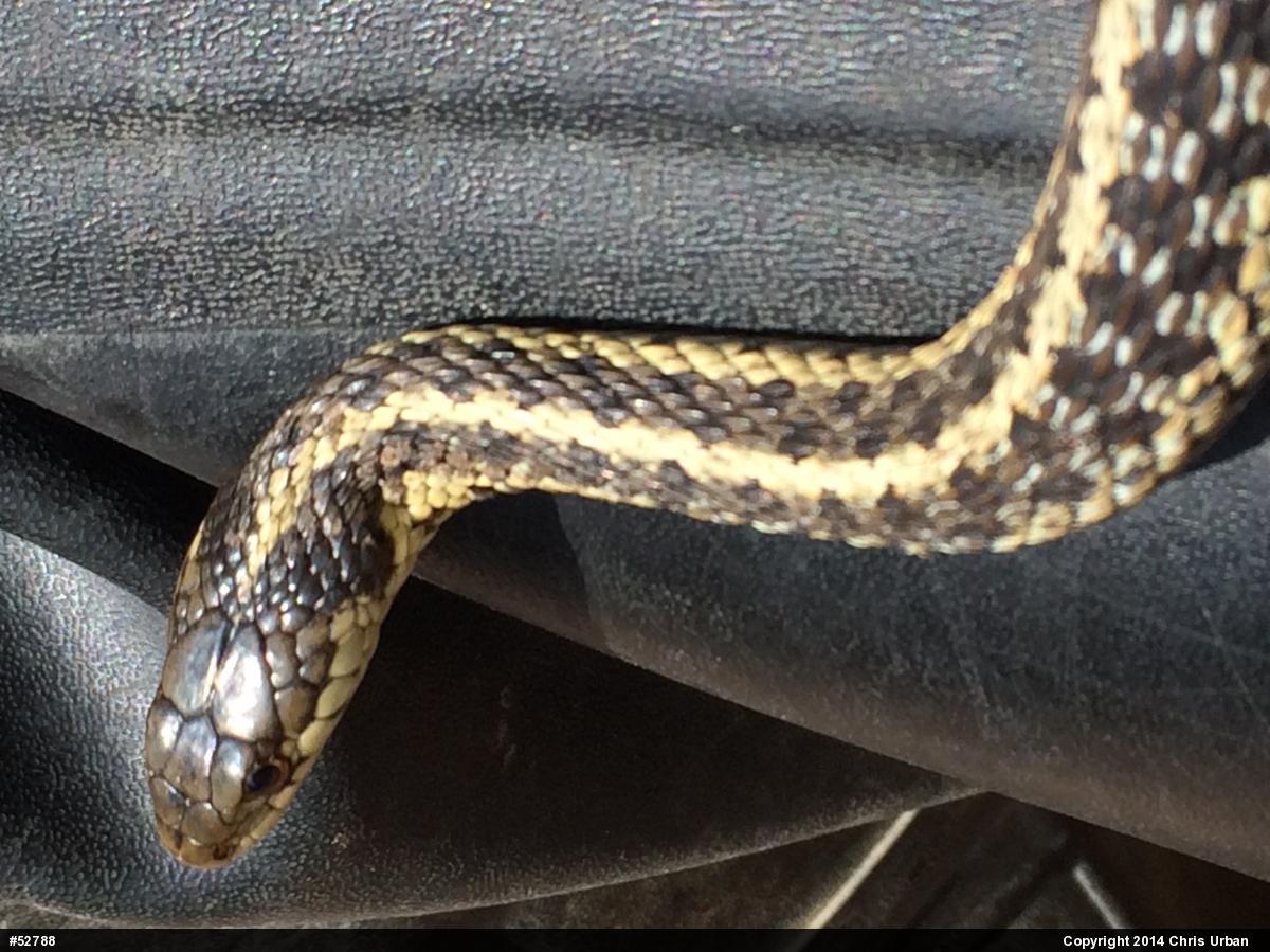 Eastern Gartersnake