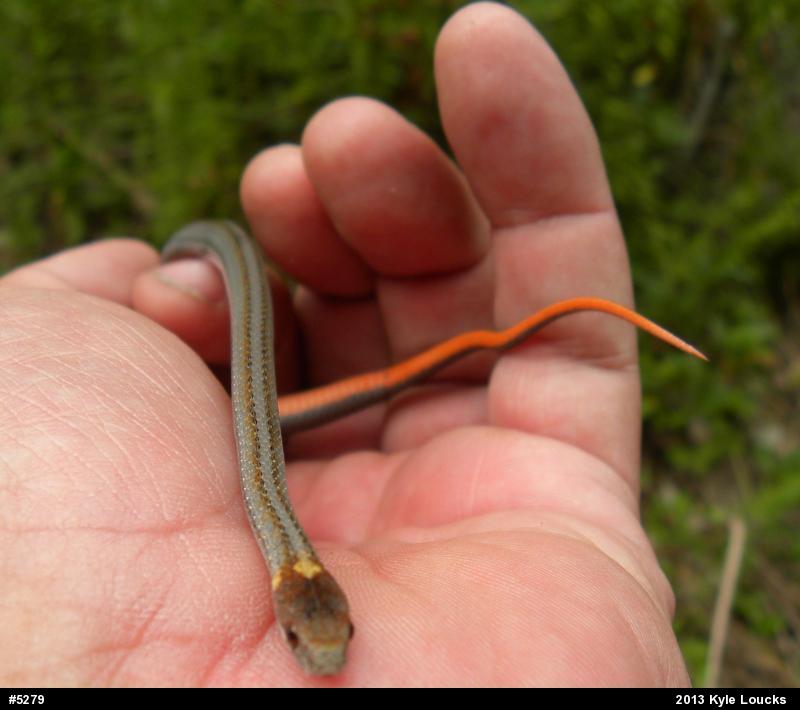 Red-bellied Snake