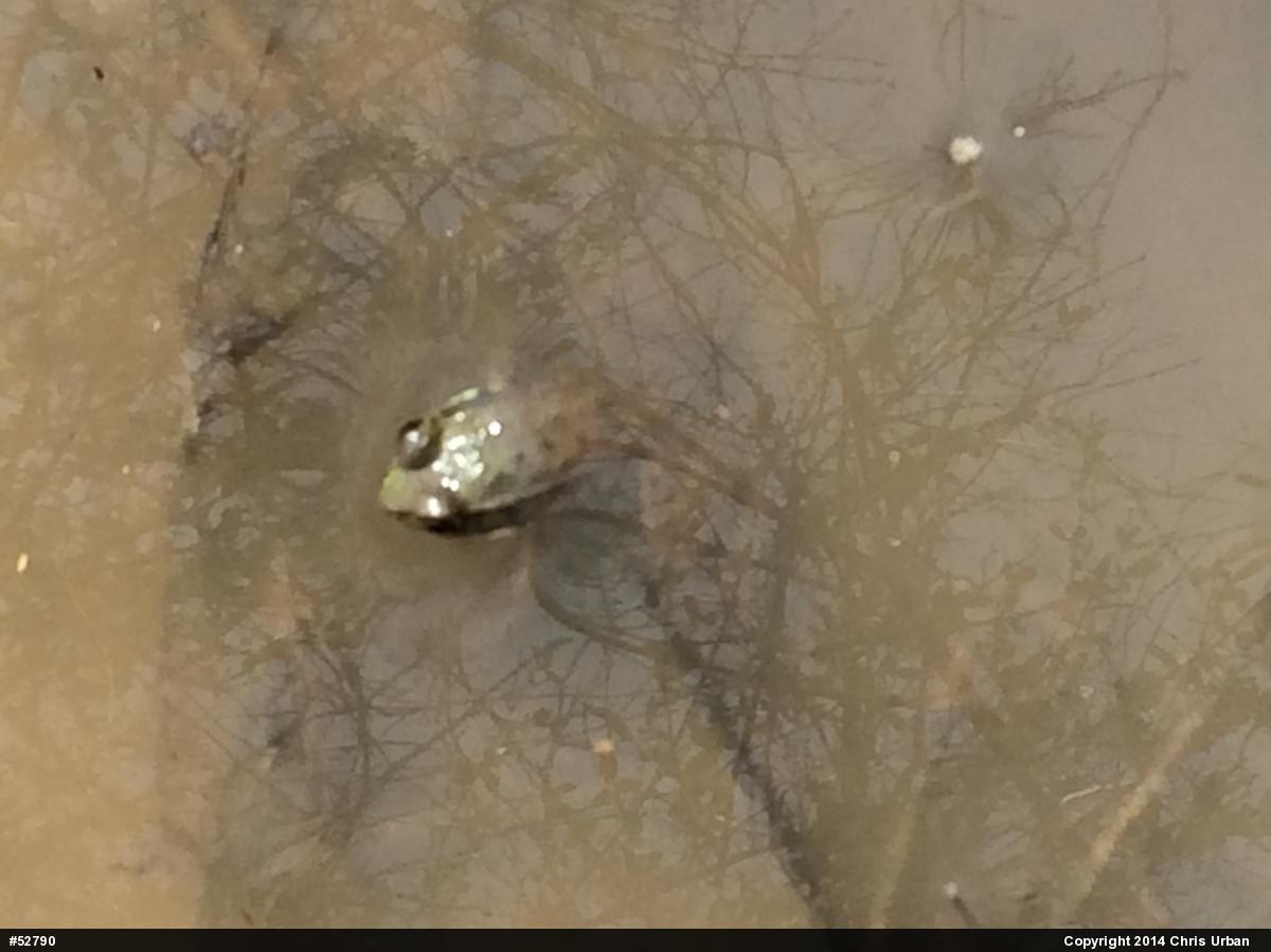 Green Frog