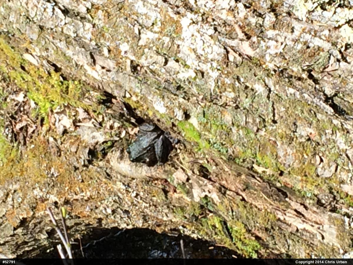 Green Frog