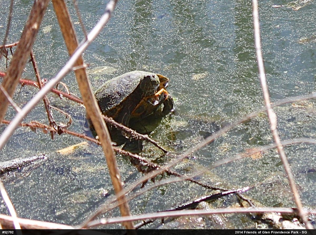 Red-eared Slider