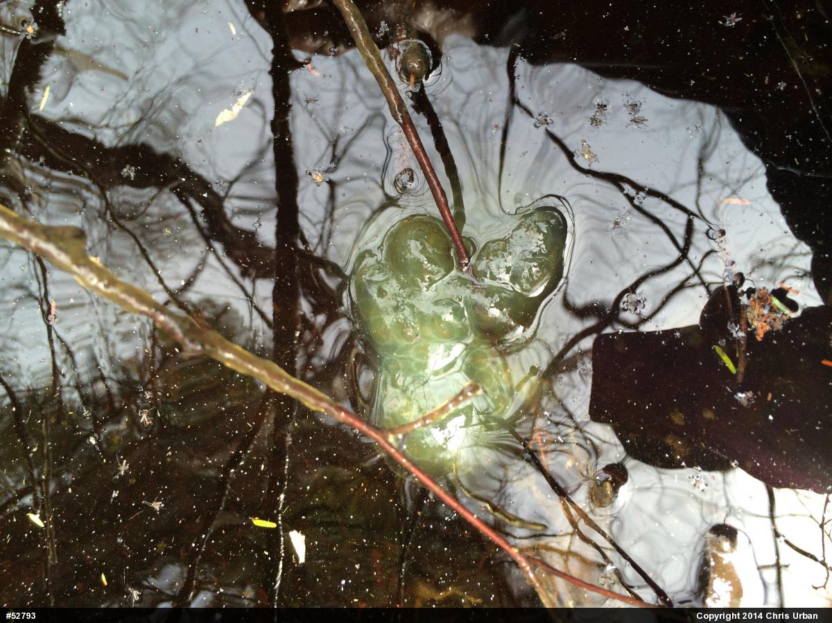 Spotted Salamander
