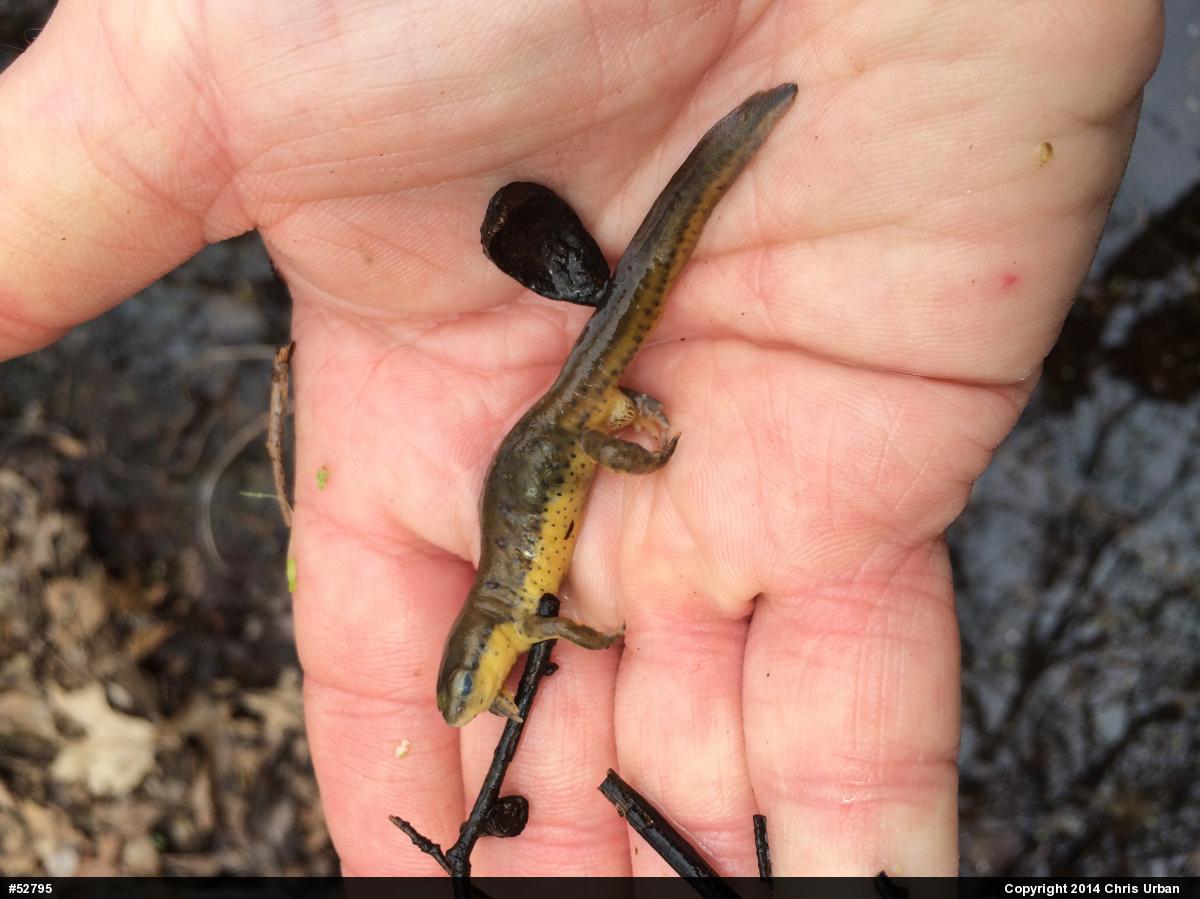 Red-spotted Newt