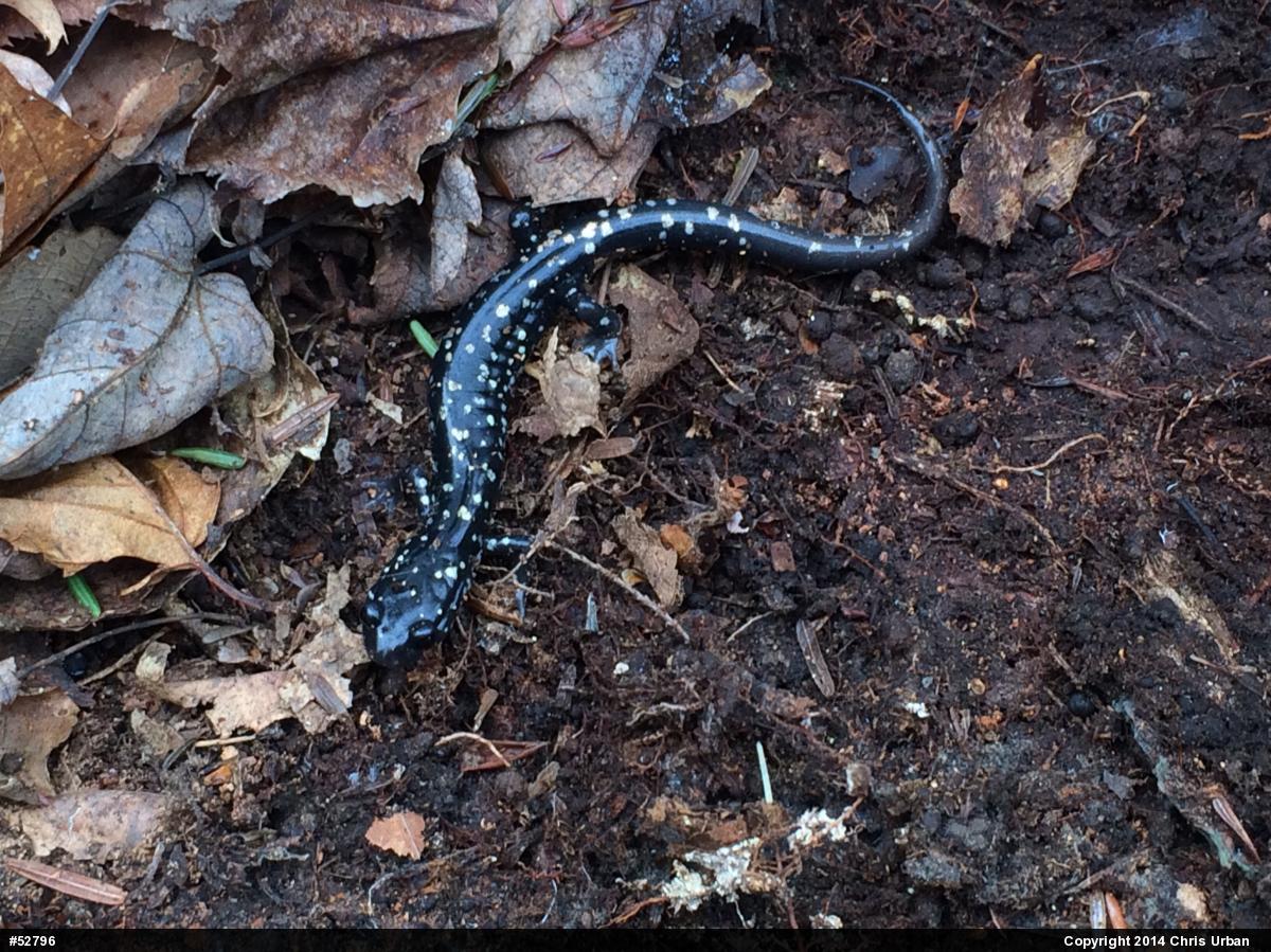 Northern Slimy Salamander