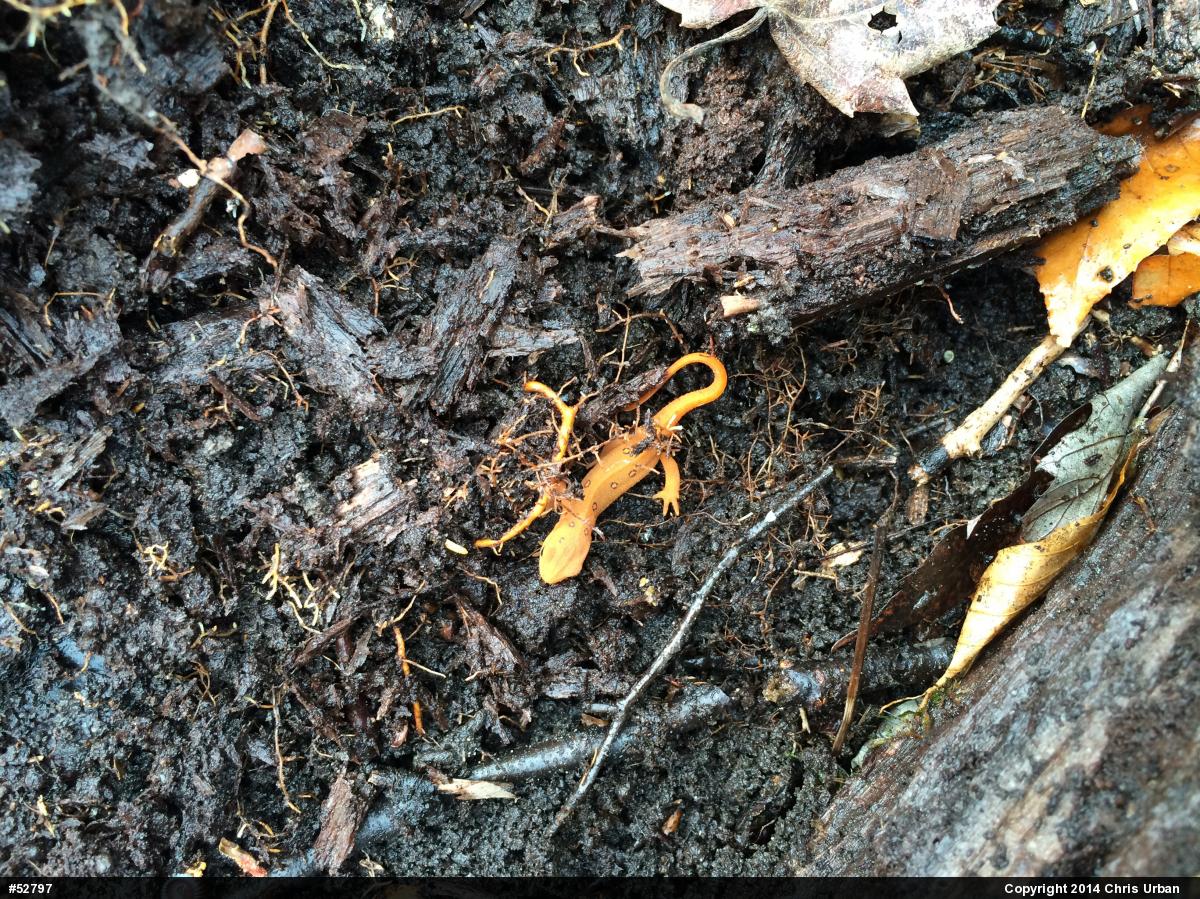 Red-spotted Newt